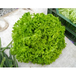 Seminte Salata Creata, Tip Lollo, Locarno NS